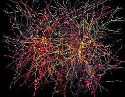 Découvrir les Principes Universels de la Connectivité Neuronale