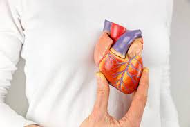 Révolution dans la recherche cardiaque avec un cœur biorobotique